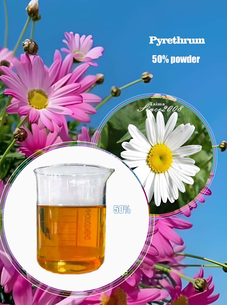 powder 50% pyrethrum